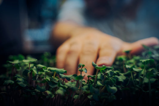 Vertical Farming und die unkonventionelle Landwirtschaft