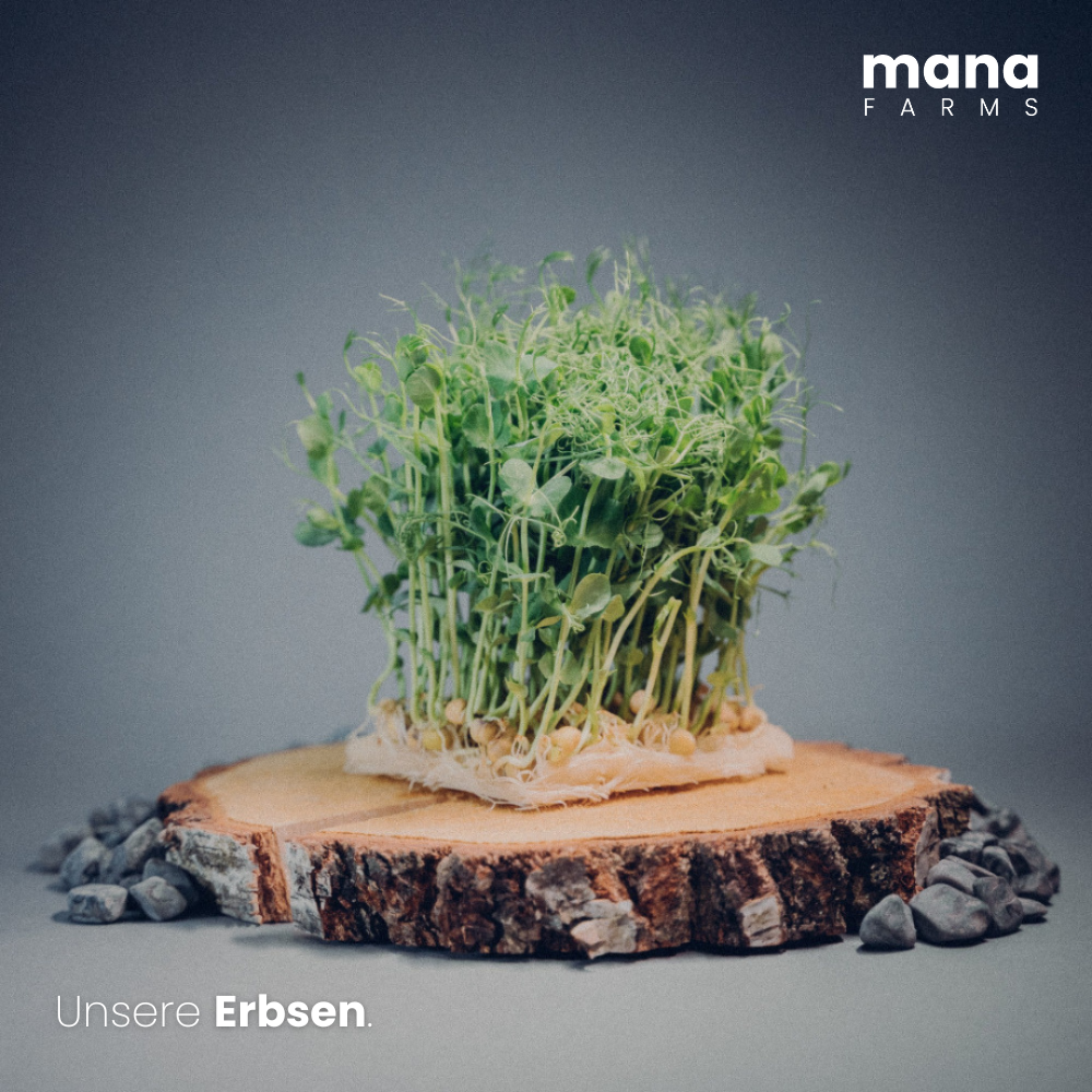 Erbsen Seedpads