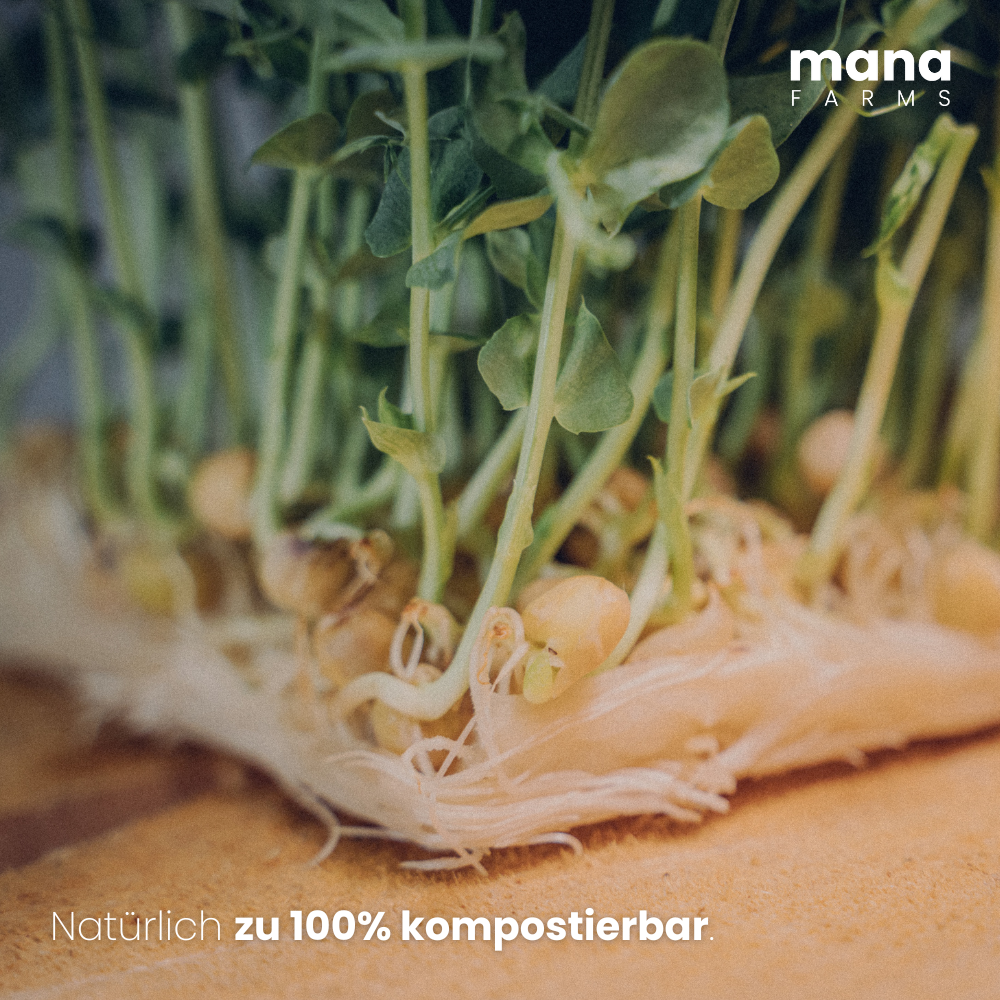 Erbsen Seedpads