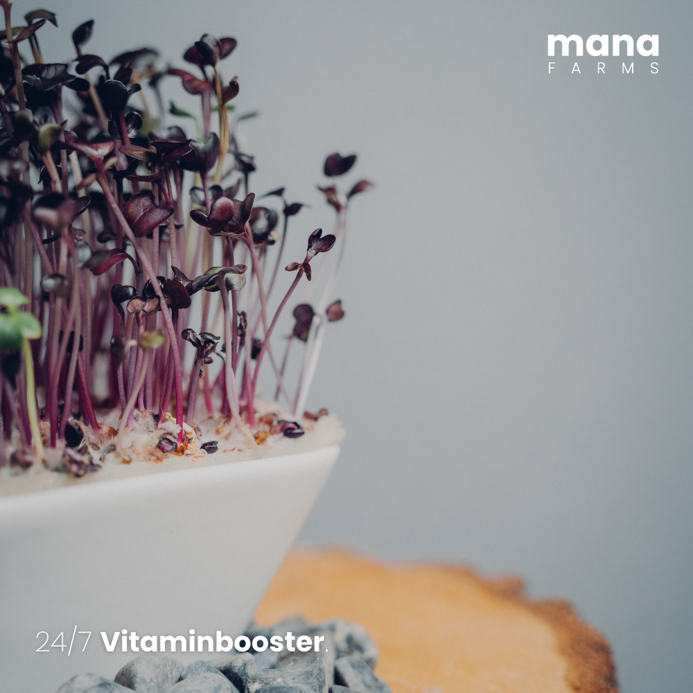 Nahaufnahme einer Mana Bowl