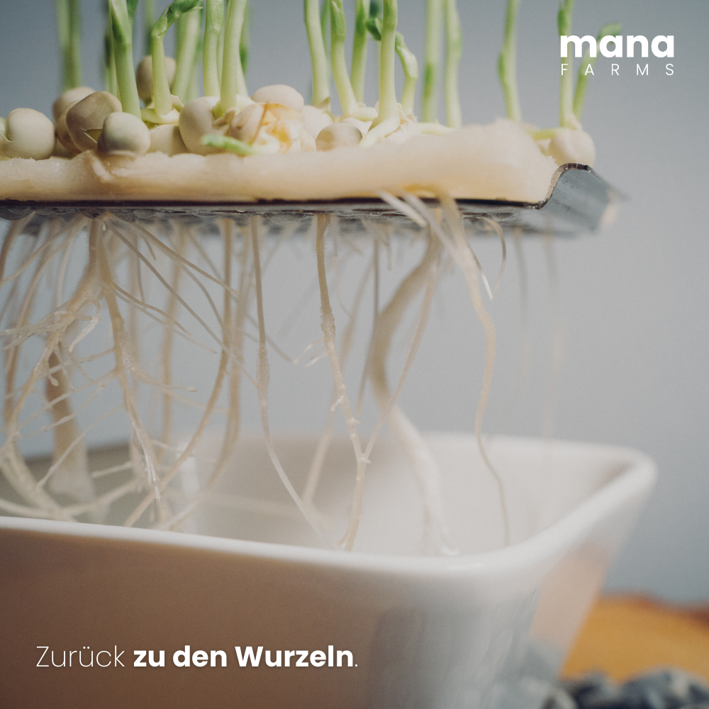 Nahaufnahme der Wurzeln von Erbsen-Microgreens beim Eigenanbau mit einer Mana Bowl
