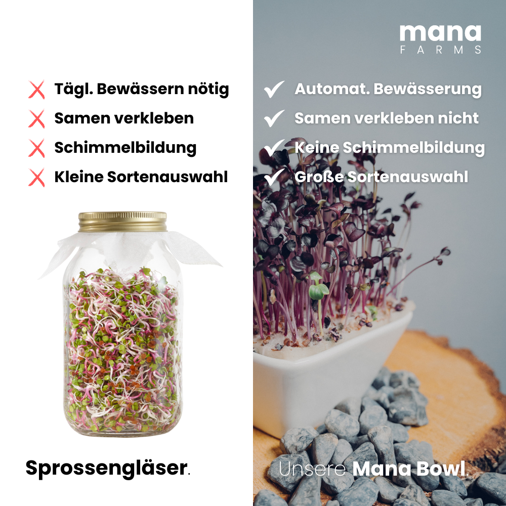 Anbau von Microgreens per Mana Bowl gegenüber dem Anbau im Sprossenglas