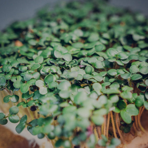 Senf Seedpad