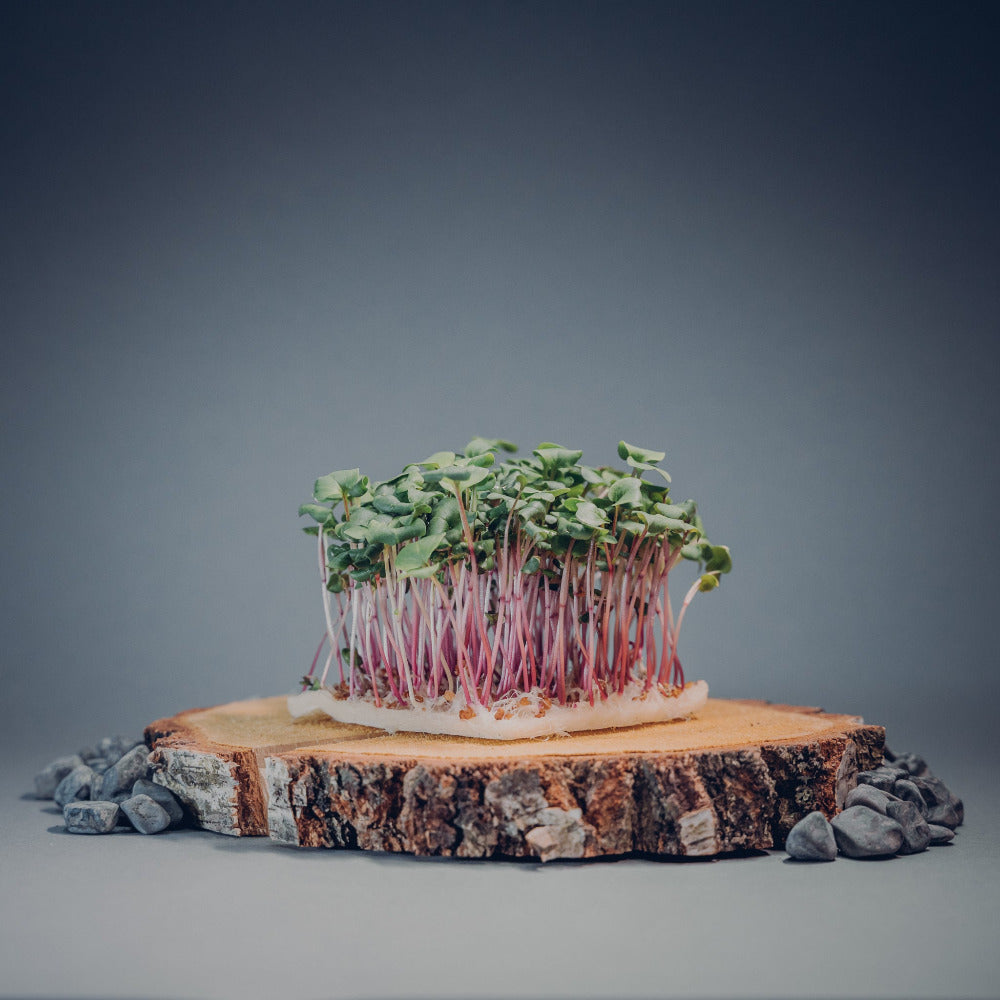 Rosa Radies Microgreens Mana Farms