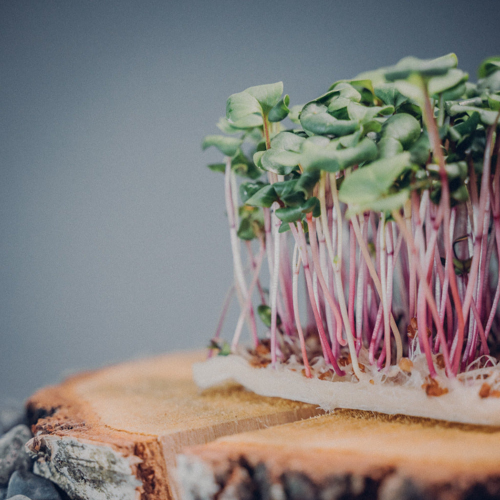 Rosa Radies Microgreens Mana Farms