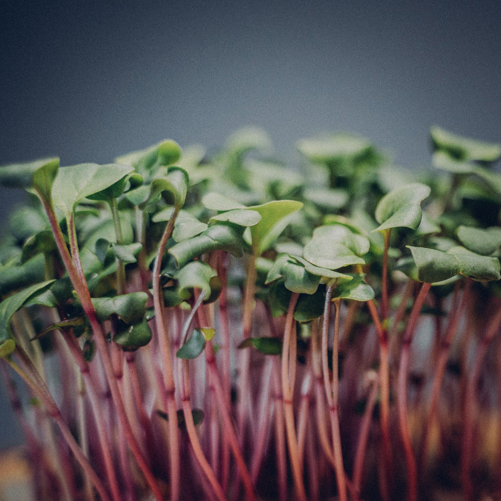 Rosa Radies Microgreens Mana Farms