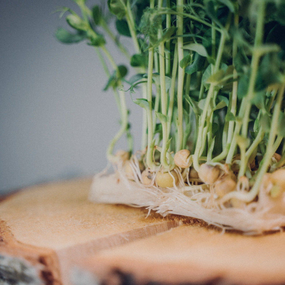 Mana Farms Erbsen Microgreens