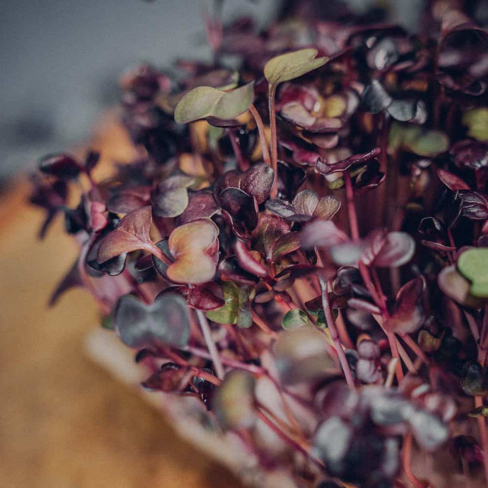 "Red Volcano" radish seedpads