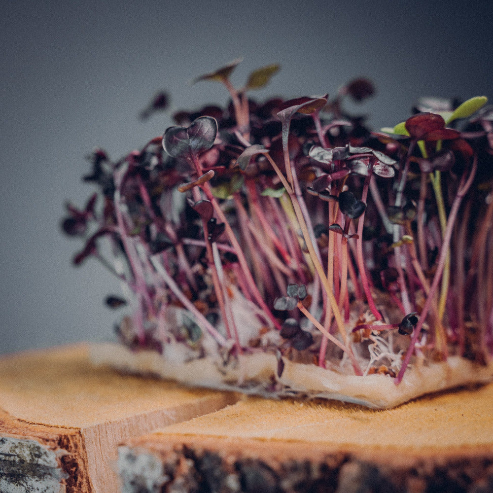 Red Volcano Mana Farms Micro Greens 