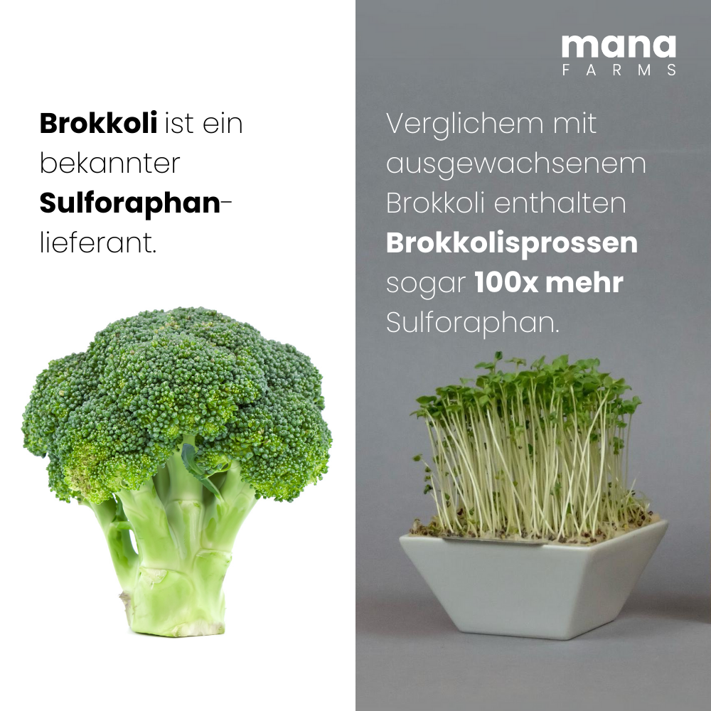 Das Mana Bowl Brokkoli-Starter-Kit