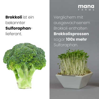 Mana Bowl Brokkoli-Starter-Kit