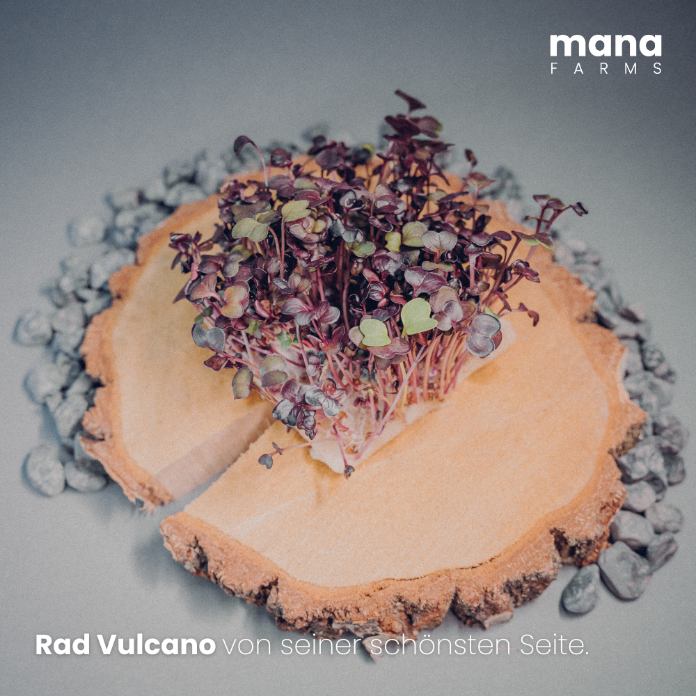 "Rad Vulcano" Seedpads (Rote Radieschen)