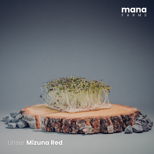 "Mizuna Red" Japanese Mustard Cabbage