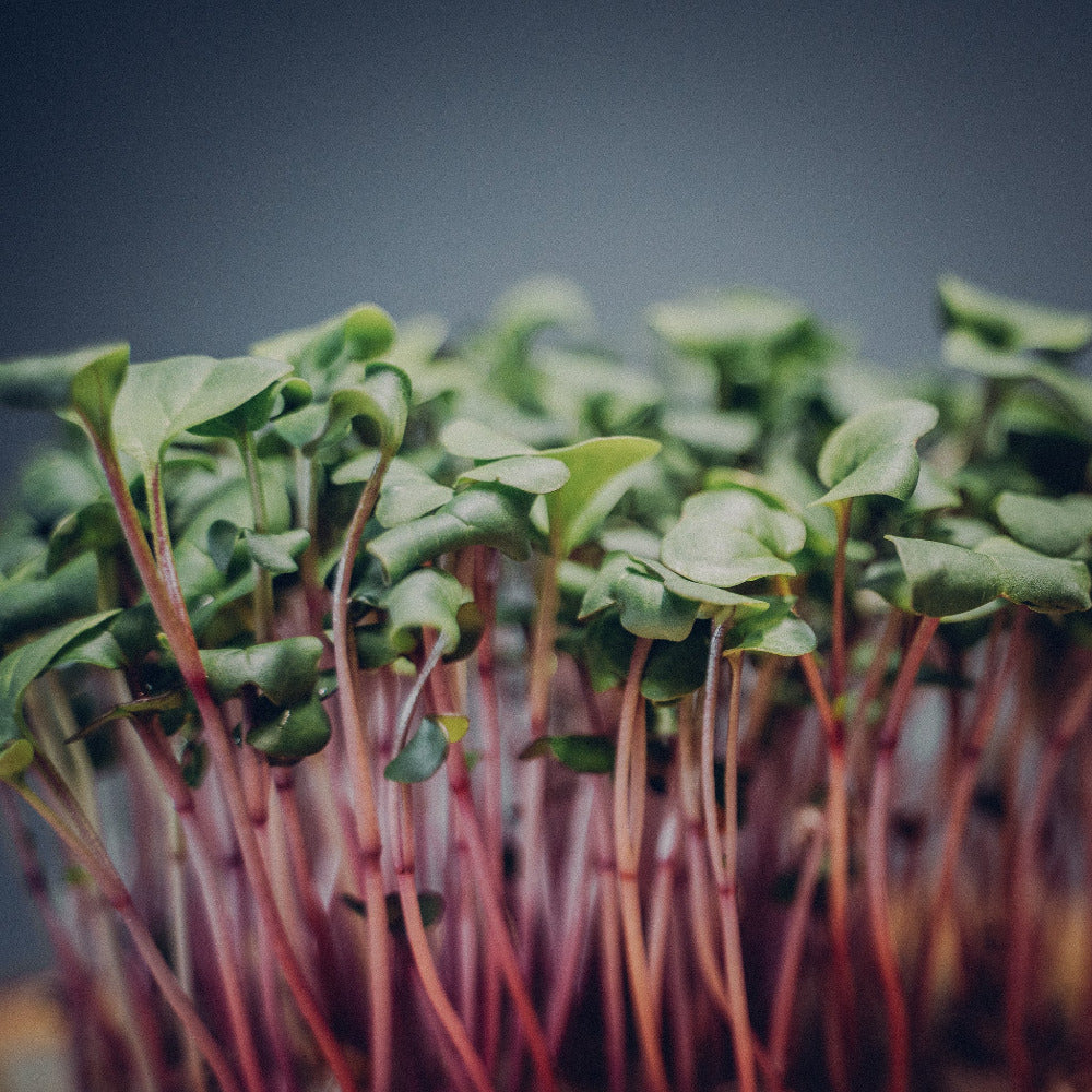 Rosa Radies Microgreens Mana Farms 